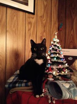 /Images/uploads/Humane Society of Lackawanna County/LoveYourPet/entries/9681.jpg